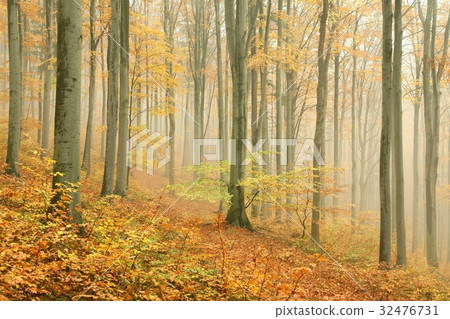 Autumn beech forest surrounded by mountain mist 32476731