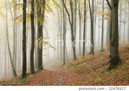 Mountain trail in autumn beech forest Mountain trail in autumn beech forest 32476817