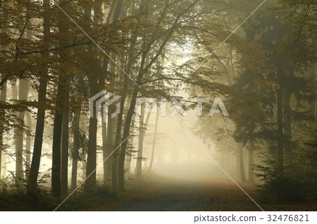 Path in autumn forest on a foggy morning  32476821