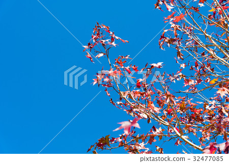 Leaves Mable change color on blue sky background Leaves Mable change color on blue sky background 32477085