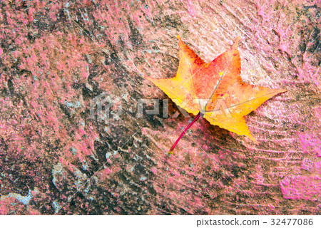maple leaf with autumn colors maple leaf with autumn colors 32477086