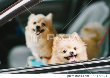 Two cute pomeranian dogs smiling on car Two cute pomeranian dogs smiling on car 32477321
