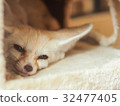 Fennec fox waking up in fluffy house 32477405