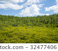 Landscape with tiny trees blurred foreground  32477406