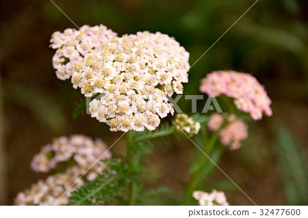 海參(Yarrow) 海參(Yarrow) 32477600