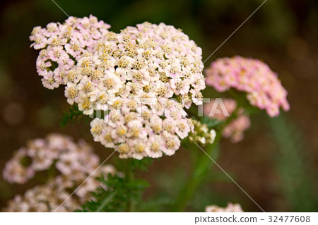 海參（Yarrow） 32477608