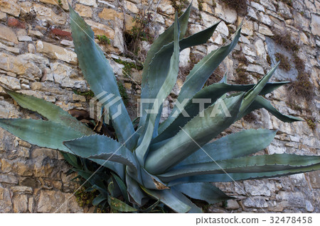 One big blue agave plant stone rock desert. Plant One big blue agave plant stone rock desert. Plant 32478458