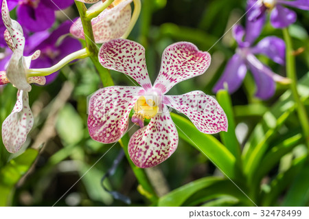 Purple orchid flowers Purple orchid flowers 32478499
