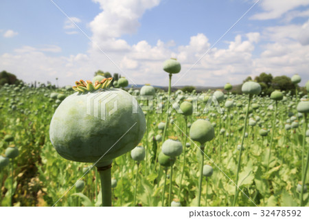 harvest of opium from green poppy harvest of opium from green poppy 32478592