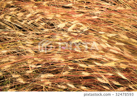 Golden wheat field 32478593