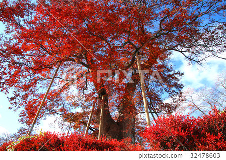 Zelkeye of Zen Castle Ruins (Aizuwakamatsu city) Zelkeye of Zen Castle Ruins (Aizuwakamatsu city) 32478603