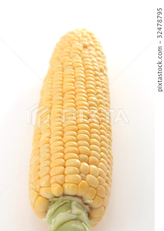 玉米 32478795