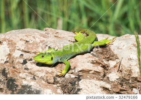 Lizard on the rock Lizard on the rock 32479166