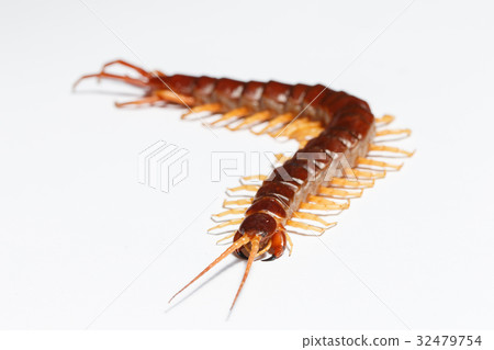 centipede centipede 32479754