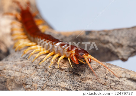 centipede 32479757