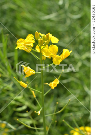 图库照片: 油菜花 总状花序 植物