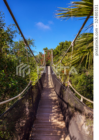 Footpath in jungle - Tenerife Canary islands 32480331