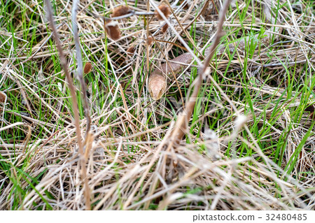 Sheltopusik legless lizard or Pseudopus apodus Sheltopusik legless lizard or Pseudopus apodus 32480485
