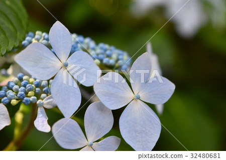 blue flower blue flower 32480681