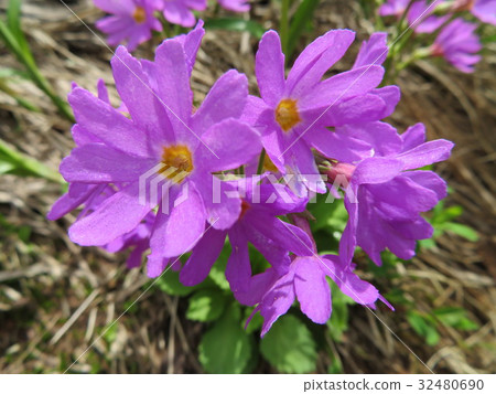 Hakusan Kozakura Hakusan Kozakura 32480690