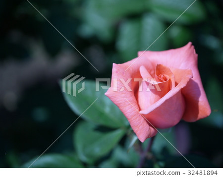 A single rose 32481894