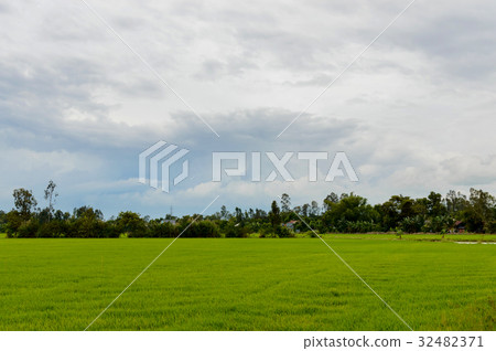 Rice field in the Vietnam 32482371