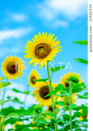  Sunflower Summer blue sky 32482454