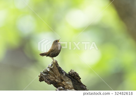 Flying fish 32482618