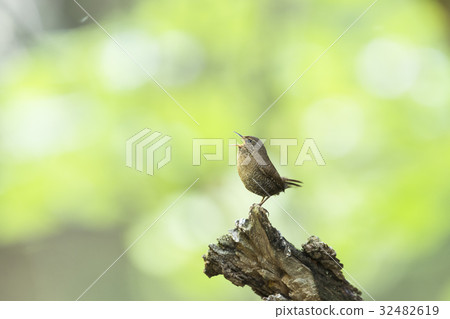 Flying fish 32482619