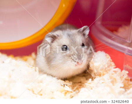 這是揚肯,你。 這是揚肯,你。 32482640