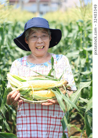 Corn harvest 32483349
