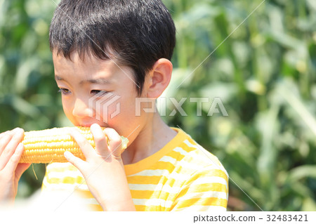 Corn harvest Corn harvest 32483421