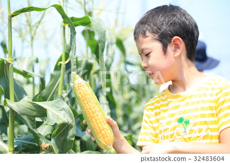 Corn harvest Corn harvest 32483604