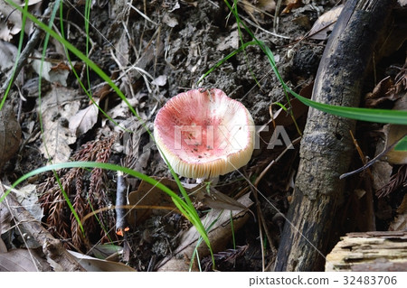 Wild mushrooms 32483706
