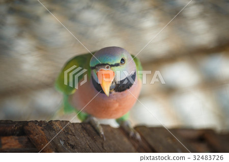 Close-up on parrots green in a cage Close-up on parrots green in a cage 32483726
