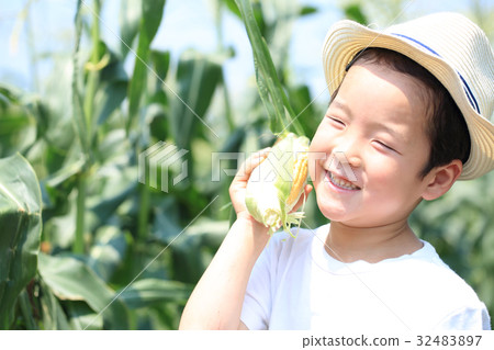 玉米收穫 玉米收穫 32483897