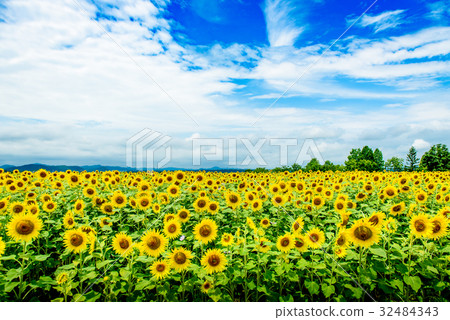 向日葵夏天向日葵小山公園 向日葵夏天向日葵小山公園 32484343