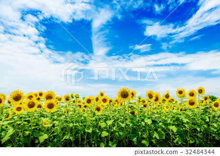 Sunflower summer Sunflower hill park Sunflower summer Sunflower hill park 32484344