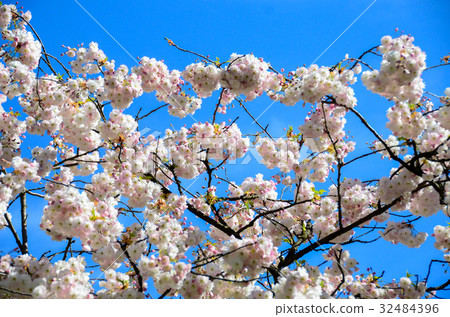 cherry blossom in gardent from Hallstatt Bahnhst 32484396