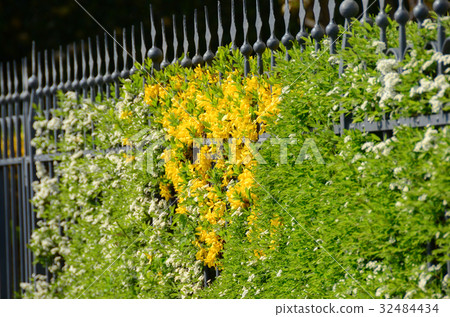 flower on wall from europe 32484434