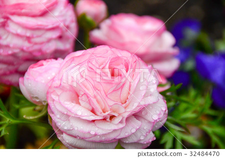 rose and dew in garden from austria rose and dew in garden from austria 32484470