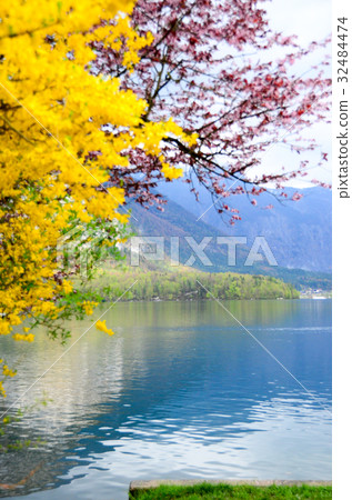 cherry blossom in gardent from Hallstatt Bahnhst cherry blossom in gardent from Hallstatt Bahnhst 32484474