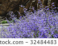 purple flower in garden from austria 32484483
