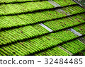 lichen over roof of home 32484485