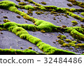 lichen over roof of home 32484486