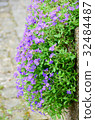 flower on wall from europe 32484487