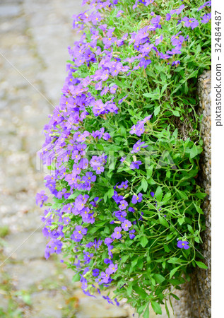 flower on wall from europe 32484487