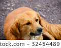 dog rest on ground beside of road 32484489