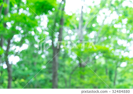 Background material for fresh green image synthesis Green background Plants spring early summer Snow leaves day green and copy space Background material for fresh green image synthesis Green background Plants spring early summer Snow leaves day green and copy space 32484880