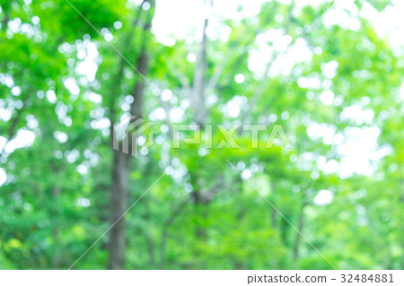 Background material for fresh green image synthesis Green background Plants spring early summer Snow leaves day green and copy space Background material for fresh green image synthesis Green background Plants spring early summer Snow leaves day green and copy space 32484881